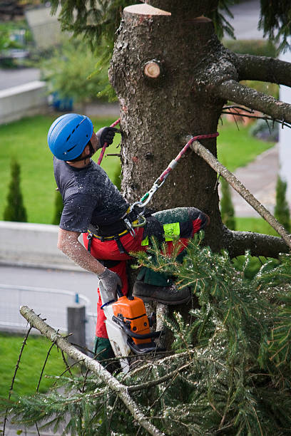 Best Tree Health Inspection  in USA